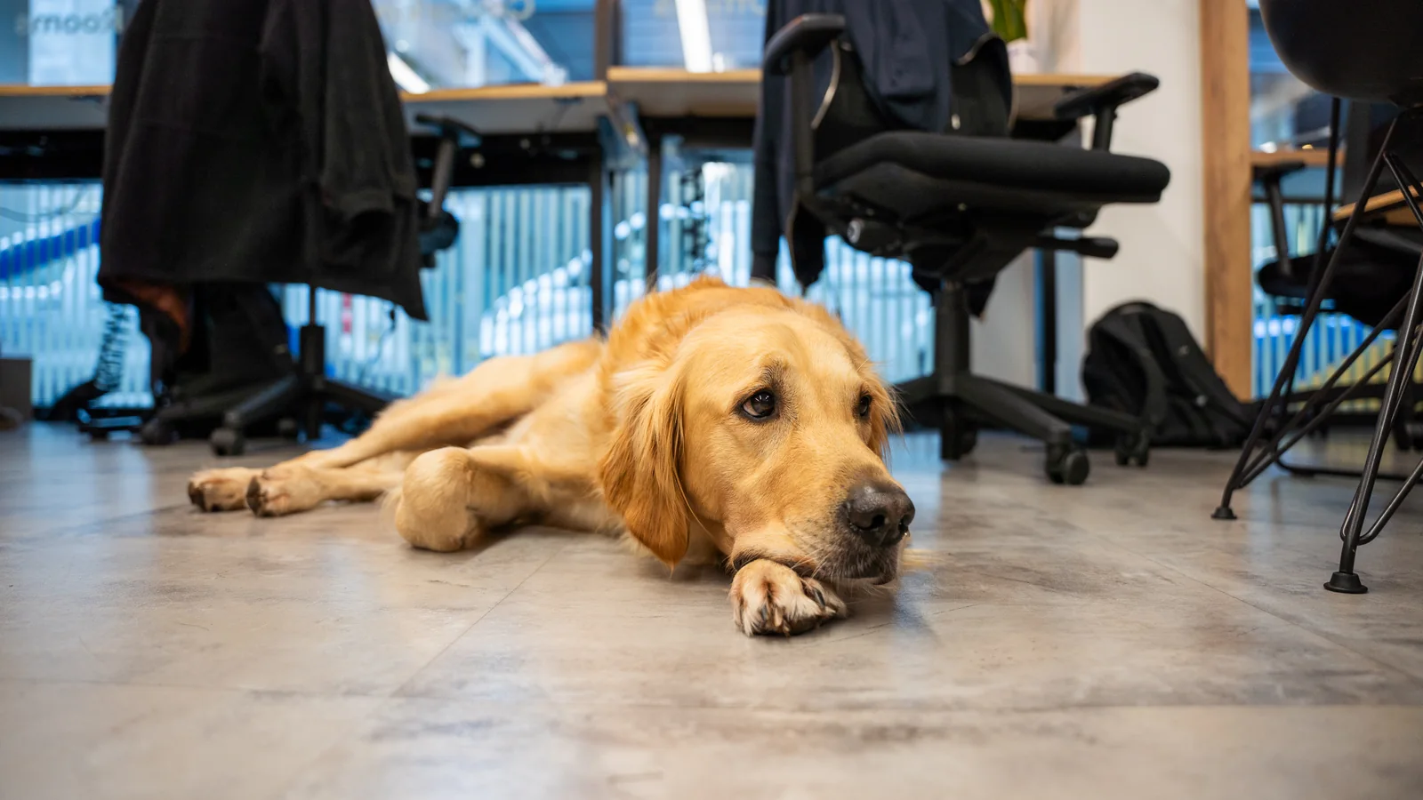 Barney, the Leadly office dog, resting on the floor